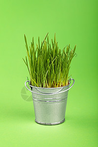 春草在小水桶中生长 绿色过绿色燕麦幼苗金属植物学农业情况绿色植物季节生物学豆芽背景图片