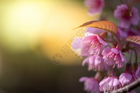 泰国清迈的樱花花花朵开花花园蜡质公园植物花瓣场景红斑旅行痤疮木头背景图片