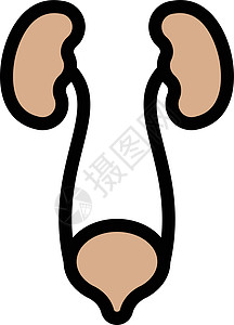 排泄者黑色输尿管绘画尿道药品器官科学治疗妇科尿液背景图片
