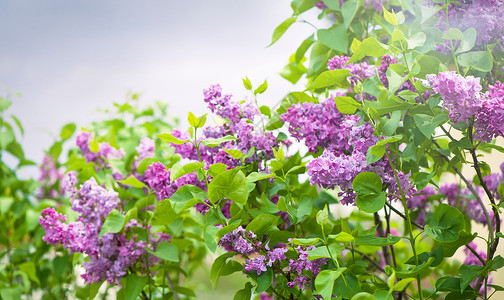 丁香花开 一束美丽的丁香花特写 丁香开花 丁香布什绽放 花园里的丁香花衬套花期植物群粉色蓝色生长植物灌木丛紫色园艺叶子高清图片素材