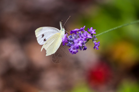 白低花边素材白蝴蝶 紫菜花花边的宏观白色动物群蜂蜜昆虫植物群绿色动物薰衣草花蜜背景