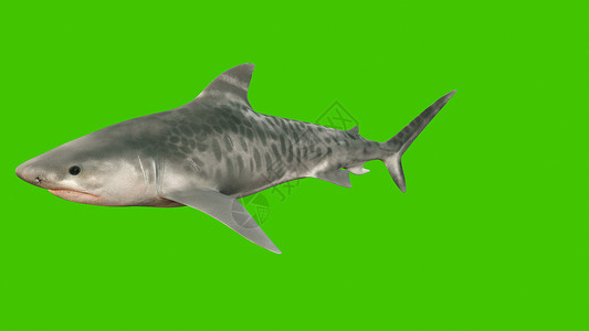 一只大鲨鱼在水下游泳 张开口 满嘴尖锐危险的牙齿 3D背景图片