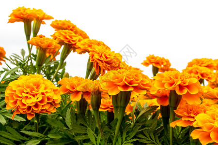 马龙田 鲜艳的花朵叶子植物学植物群黄色农业花园植物场地背景图片