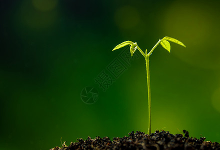 在森林中播种年青植物的树芽叶叶子生态幼苗生活土壤森林绿色生长背景图片