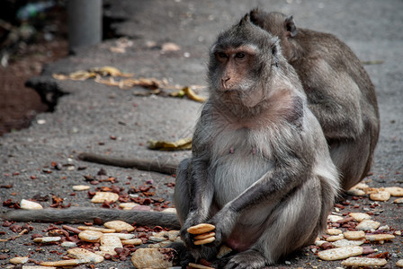 两只猴子(吃螃蟹的黑猩猩) 食用人们以大豆为生的食物环境高清图片素材