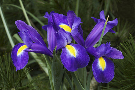 荷兰虹膜花的贴近图像背景