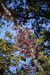 落叶生长绿色植物生态生活植物群光合作用科学生命树木植物背景图片