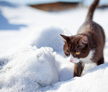 猫雪一只棕色的毛绒猫在冬天穿过雪地毛皮眼睛哺乳动物冻结家庭虎斑晶须季节好奇心家猫背景