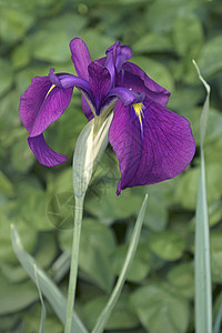 银带Iris花虹膜杂色生物鸢尾花水鸢尾鸢尾生物学植物群植物被子背景