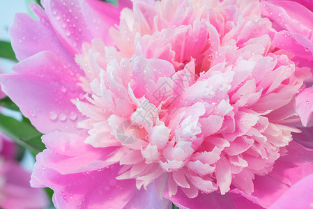 粉色牡丹花瓣色彩多彩的小松花粉色宏观花期园艺花朵花瓣植物群牡丹花季节牡丹背景