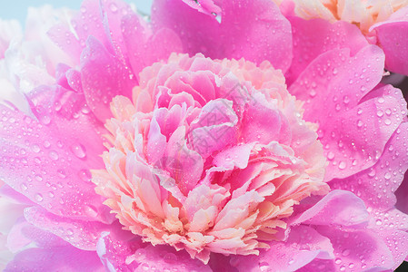色彩多彩的小松花粉色花瓣牡丹花花朵设计植物粉红色植物群牡丹园艺背景图片