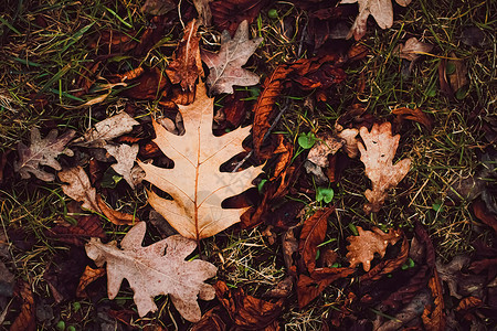 秋季 寒冷天气和秋季的地面干叶橙子绿色叶子黄色森林红色植物季节棕色树叶寒冷的高清图片素材
