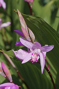 风信子兰花纹状体地面兰花白芨植物背景图片