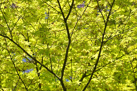 日本青树绿叶和红叶的细图绿色叶子冥想红色背景图片