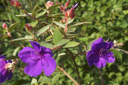 光花灌丛花花生物学花朵公主牡丹科被子衬套植物生物灌木紫色背景图片