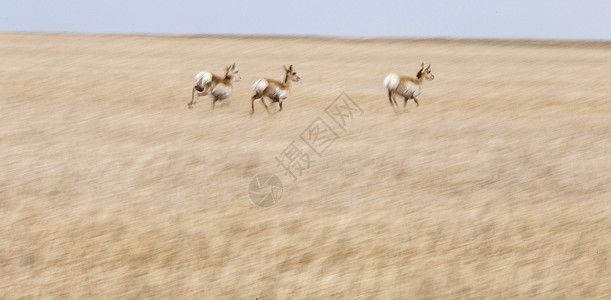 萨斯喀彻温省羚羊动物打猎荒野游戏田园野生动物风光农田草原背景图片