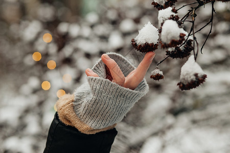 雪融化时 手碰着雪的树枝高清图片