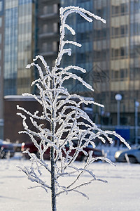 一座住宅楼背景上覆盖了和雪的一棵树;白色的高清图片素材