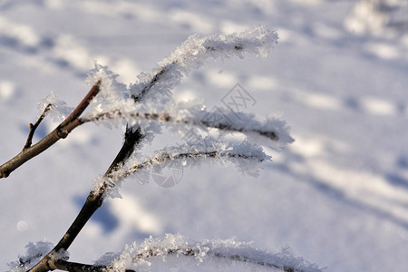 树枝上覆满白雪灌木高清图片素材