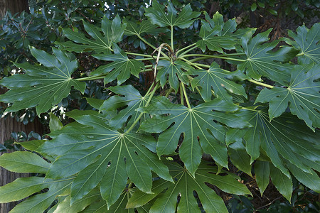 leafGlossy-Leaf纸厂叶叶的近视图像背景