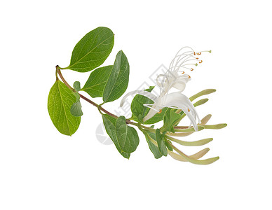 盛开的蜂蜜圈木本香味绿色花序植物香气植物群树叶白色气味背景图片