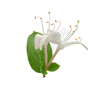 鲜花的蜂蜜调味花白色气味香气植物香水植物群木本花序绿色香味背景图片