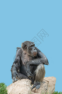 黑猩猩成人可爱的高清图片