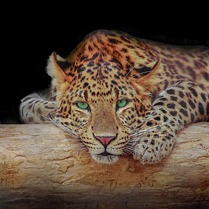 原木纯色详情页非洲豹在黑暗中躺在一棵树上 黑色纯色背景 带有文本复制空间 概念生物多样性和野生动物保护背景