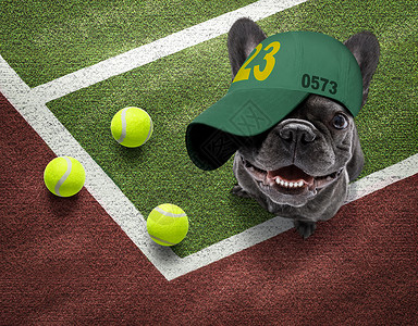 网球帽竞赛法国斗牛犬高清图片