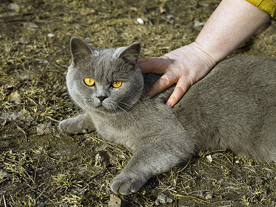 灰色头发和黄色眼睛的猫落在棕色地上 女人的手划猫背景