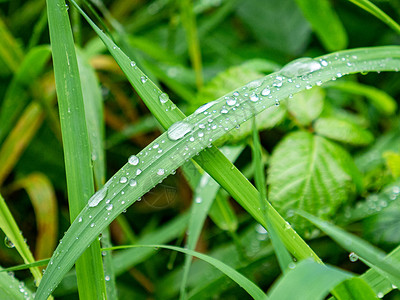 草植物绿叶上透明水滴的透明水滴背景图片