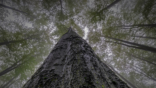夏季树冠部落植物天气公园季节森林皇冠场景树干天空背景图片