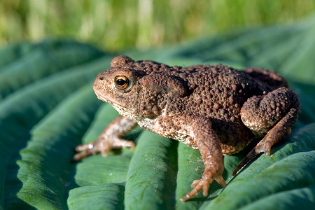 树叶上的青蛙(Bufo bufo)背景图片