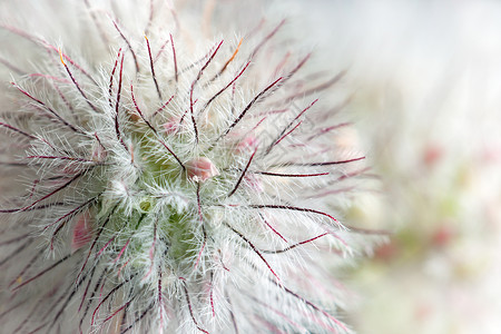 Geum 对立的白色飞毛腿背景图片