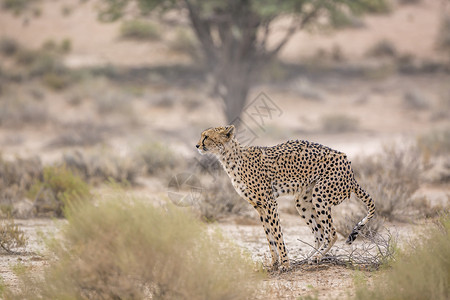 邮筒之下颌掉落南非Kgalagadi跨界公园Cheetah目的地保护区生物野性猎豹驱动跨境哺乳动物摄影猫科背景