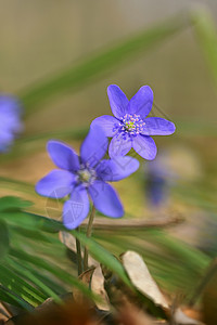 黑紫菜主图春花 森林中美丽的紫色植物 丰富多彩的自然背景 黑血杆菌荒野仙草叶子肾草植物群季节野花花瓣肝病植物学背景