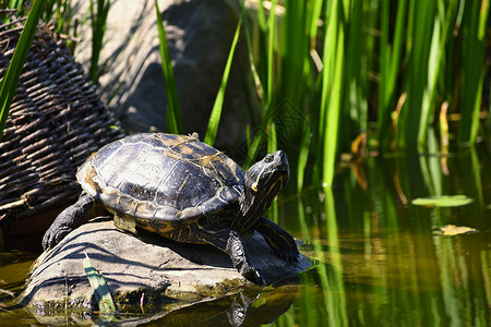 池塘旁的野生石头上的美丽的海龟尾巴高清图片素材