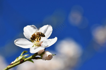 芽花蜜苹果蜂蜜高清图片