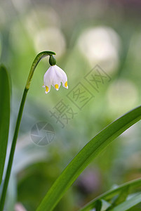 白带异常美丽的春雪花花朵团体植物群美丽花园叶子保护花瓣白带生长植物学背景