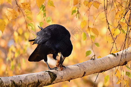 乌鸦反哺秋天的鸟乌鸦乌鸦的美丽图片天空荒野羽毛动物群公园眼睛太阳野生动物飞行航班背景