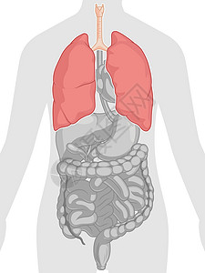 呼气人体内部器官解剖肺身体部分卡通矢量绘图设计图片