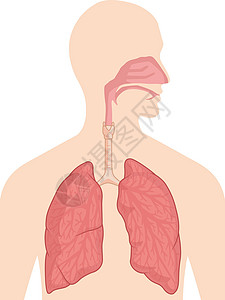 呼气呼吸系统身体器官解剖图矢量绘图设计图片
