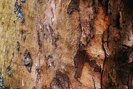 天然木树纹理作为木制背景环境和自然树木橡木树干材料皮肤松树木头植物奢华宏观背景图片