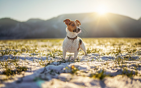 沁园春·雪小杰克·罗素泰瑞尔站在绿草草地上 寒冷的冬日下着一片雪 阳光照耀在她身后的山丘上背景