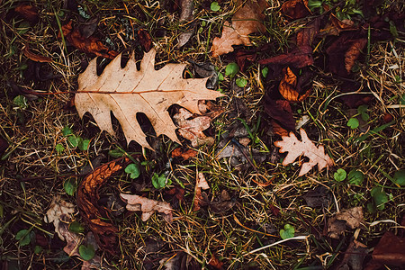 秋季 寒冷天气和秋季的地面干叶植物红色叶子季节森林树叶公园棕色黄色绿色寒冷的高清图片素材