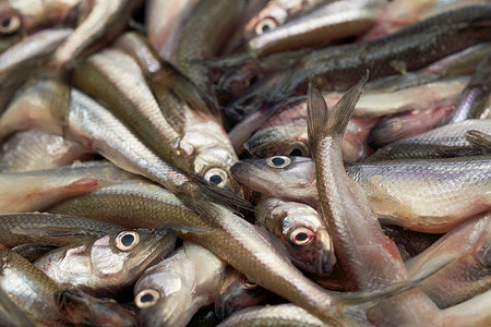 在海中捕捉的新鲜生生熔鱼的背景炒高清图片素材