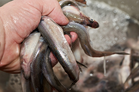 手握着在海中捕获的新鲜生生熔鱼鳀鱼钓鱼油炸鲱鱼西鲱传统美食海鲜食物烹饪吃高清图片素材