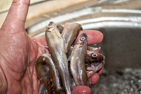手握着在海中捕获的新鲜生生熔鱼海鲜西鲱烹饪美食食物鳀鱼尾巴鲱鱼传统宏观小吃高清图片素材