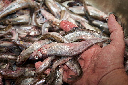 捕捉海中捕获的新鲜生生鱼熔鱼尾巴食物美食传统鳀鱼油炸烹饪饮食小吃钓鱼背景图片