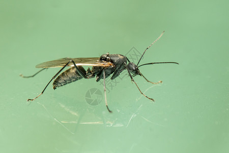 地上黄蜂(Hymenoptera)的图像 昆虫 动物背景图片